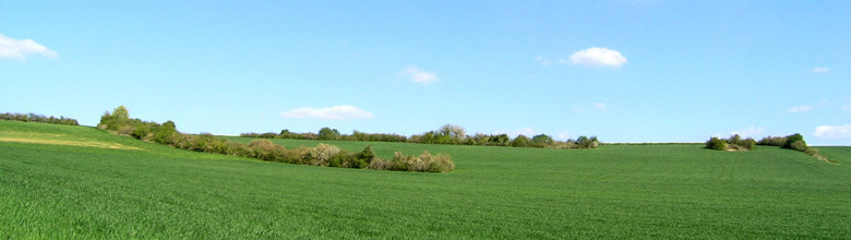 A green landscape vista.