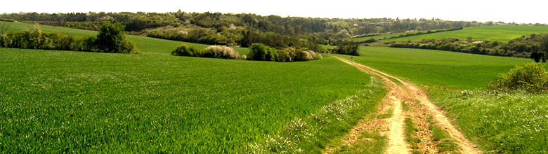 A green landscape vista.